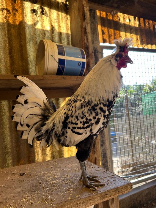 Galo appenzeller
