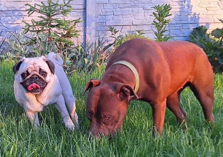 Щенки мопса. В Днепре 2 месяца