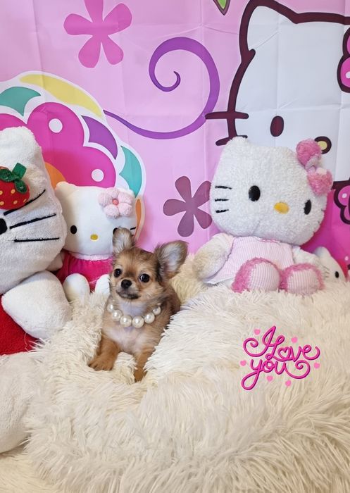 Fêmea chihuahua mini  pêlo longo exemplar top c Pedigree e afixo