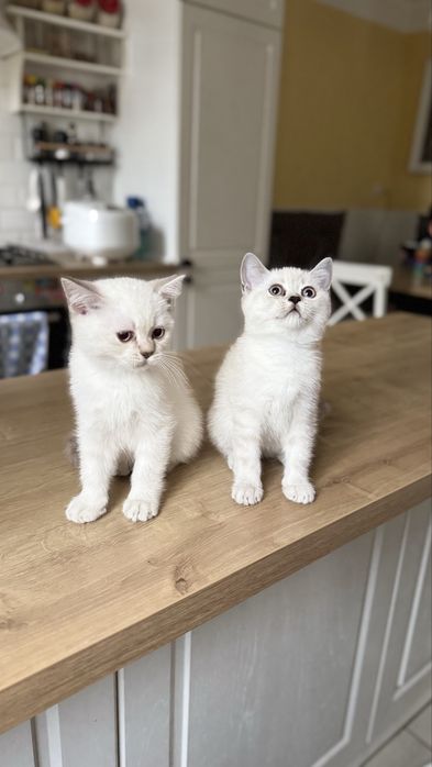 Шотландськи кошенята