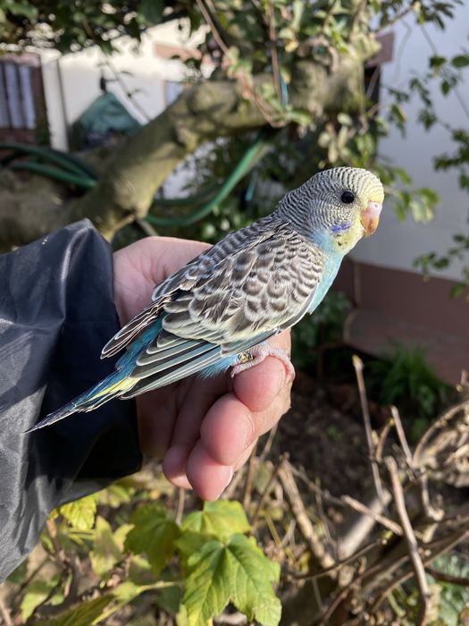 Periquito domesticado com gaiola exclusividade