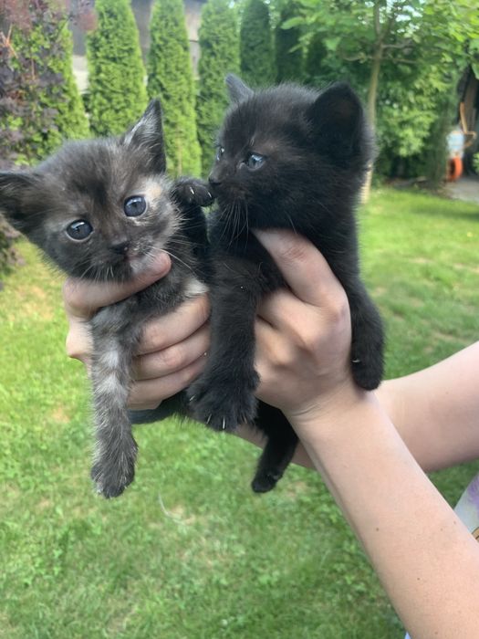 Віддам котенят безкоштовно