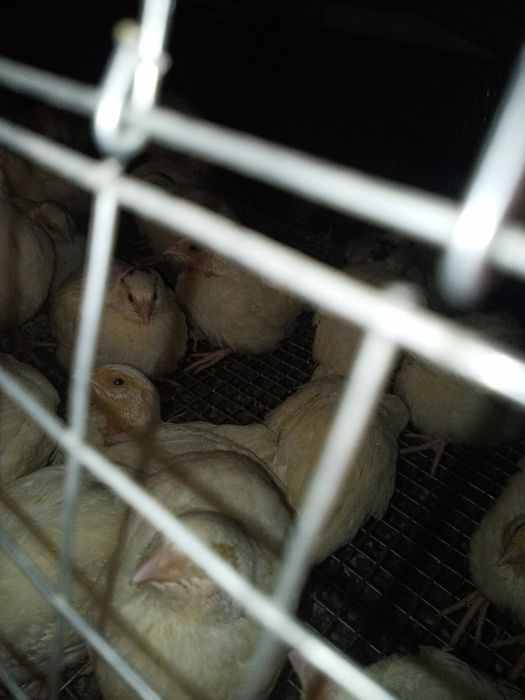 Яйцо инкубационное куры пасхальные, гуси мамуты, цесарки, перепела