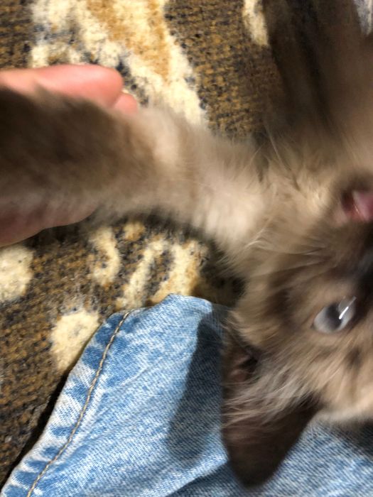 Gatinho Filhote para Adoção Responsável