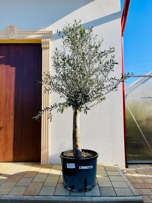 Olea europaea intensivo grube pnie import Hiszpania