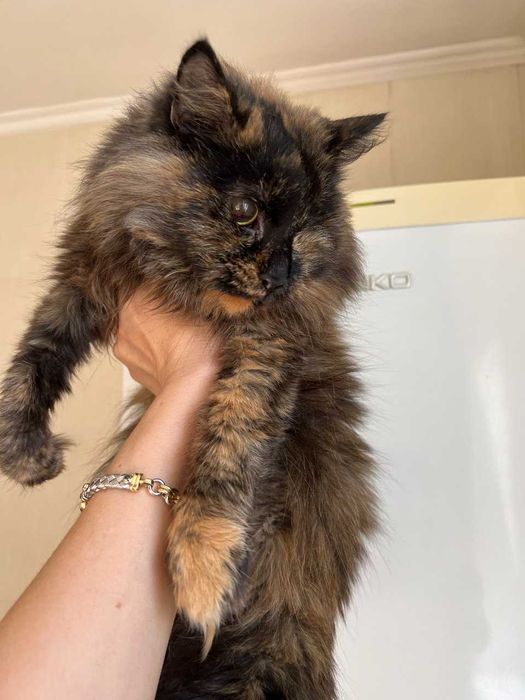 Особенная кисонька