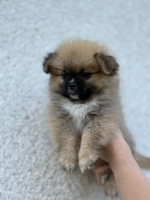 Померанчик міні малюк