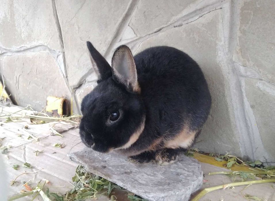 Мутоновий кролик