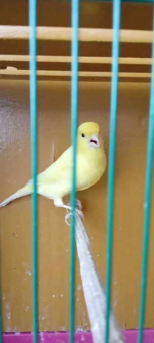 Kanarek Koroniak Niemiecki