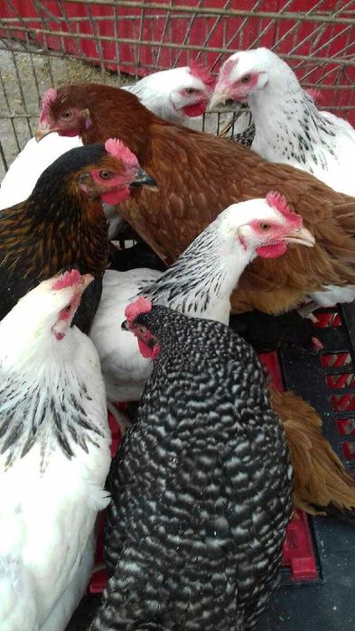 Kury nioski 16 tygodniowe