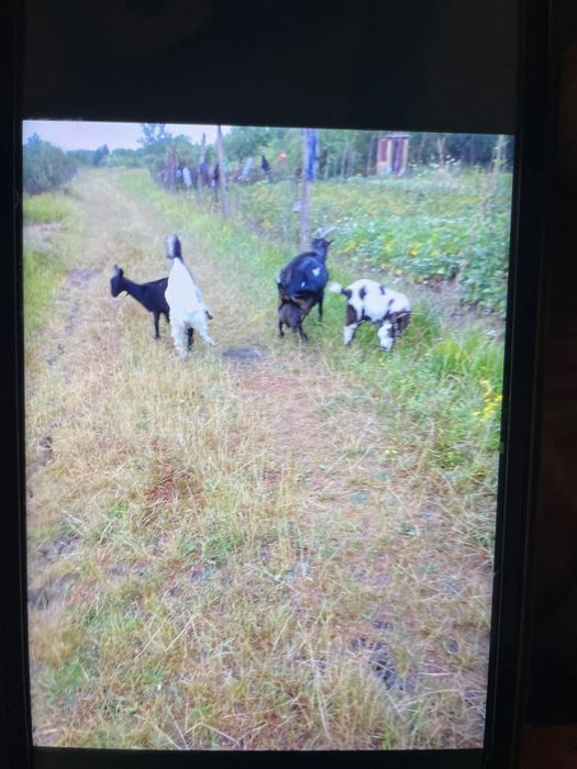 Кізочка Міла в добрі руки