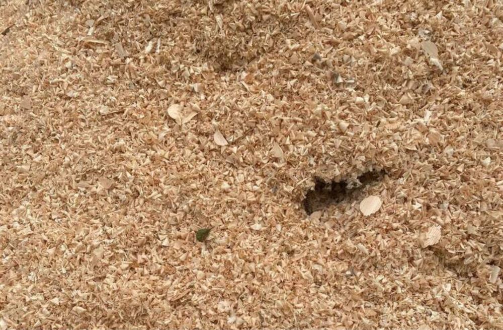 Продам Тирсу сосна