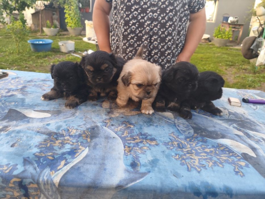 Продажа Пекинесы