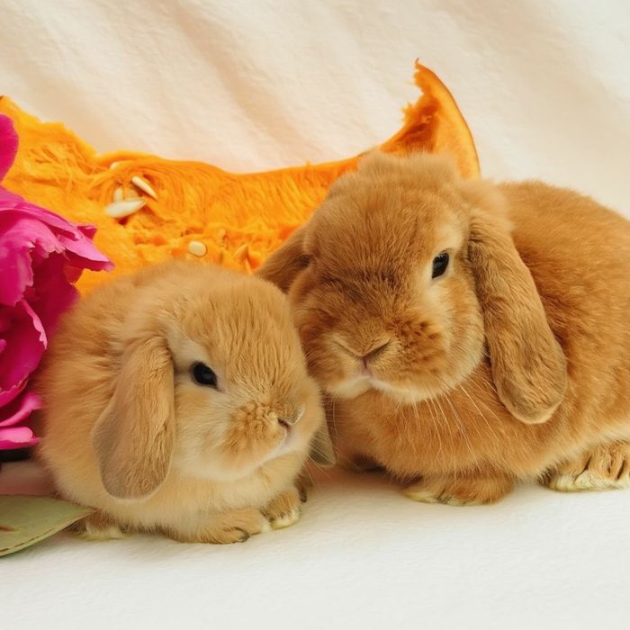Міні кролики карликові кролики мини карликовый карликовий mini lop