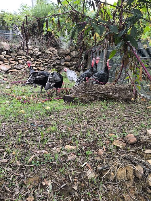 Perus criados no campo