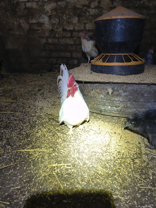 Chabo biały kogucik