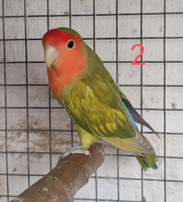 Aves Roseicollis adultos