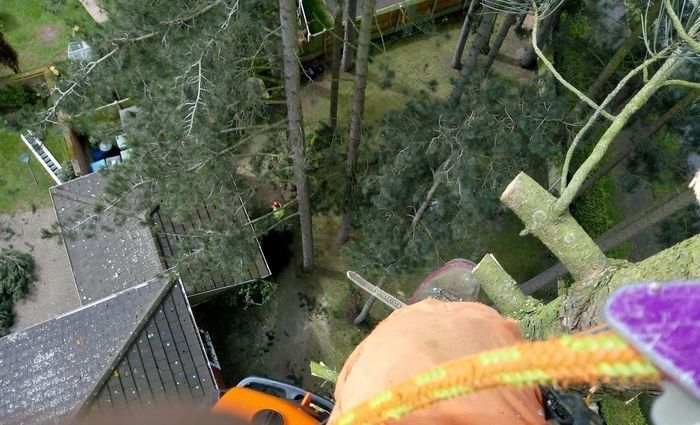 Зрізання дерев різної складності, видалення дерев, чистка ділянок