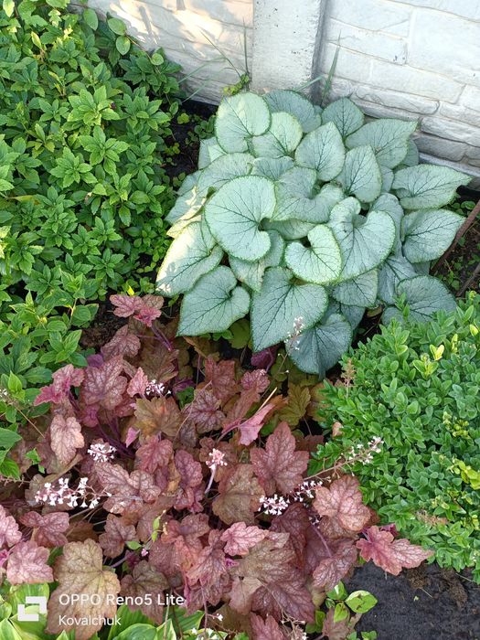 Продам хости і рослини для тіні