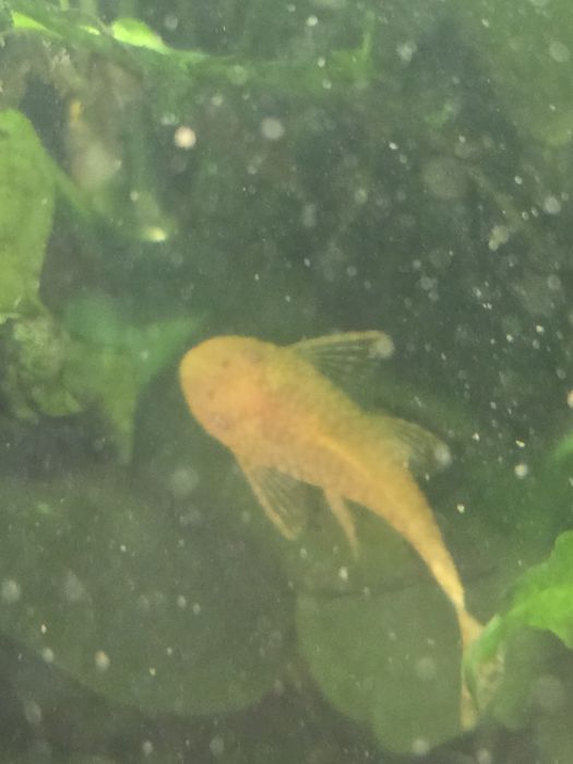 Glonojady zbrojniki niebieskie albinosy