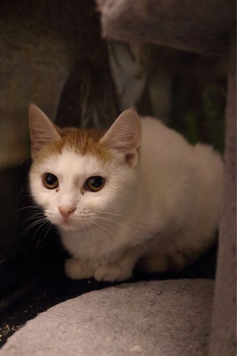 Tissaia - biało-ruda kotka do adopcji