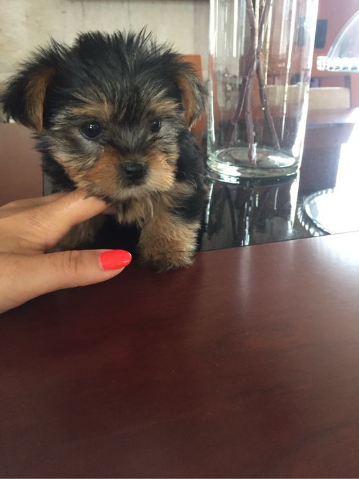 Yorkshire terrier menino