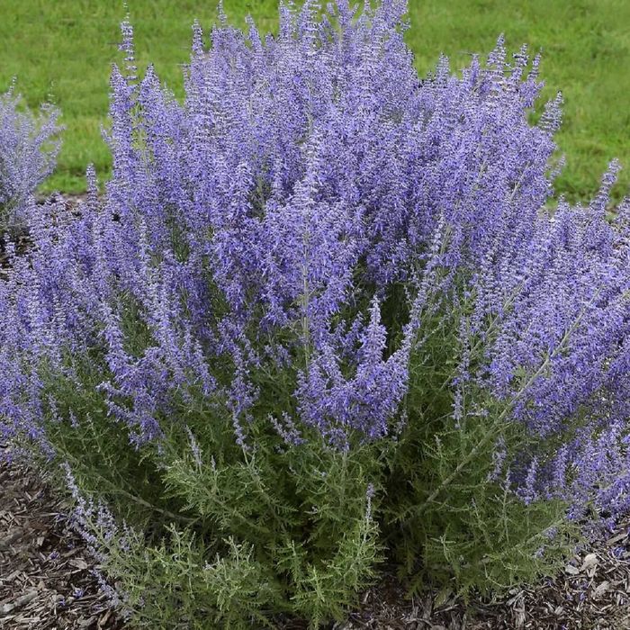Perovskia 'Little Spire' nizsza, zwarta odmiana sadzonki w doniczkach 14 cm