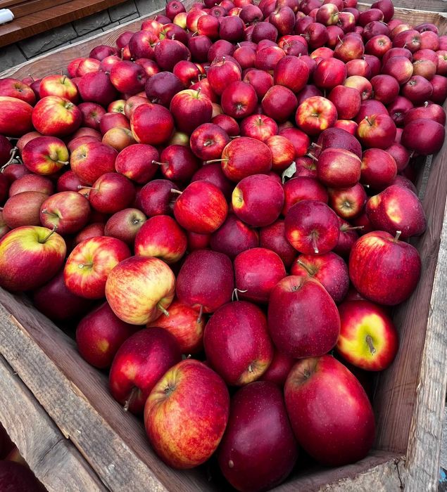 Jabłka Szampion z własnego sadu - 20 kg wysyłka OLX