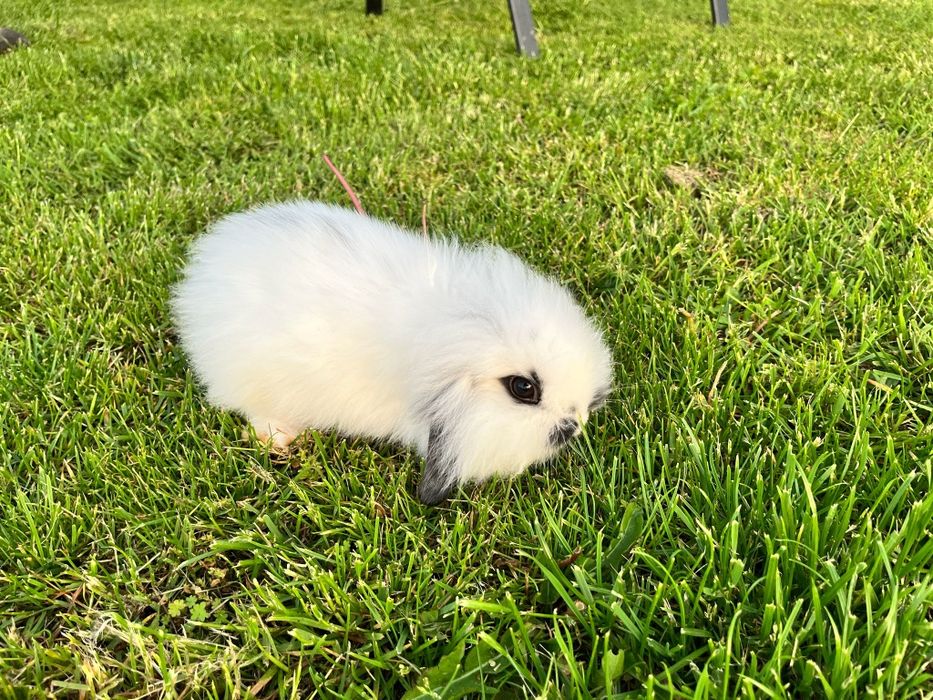 Króliczki miniaturki mini lop (baranek )