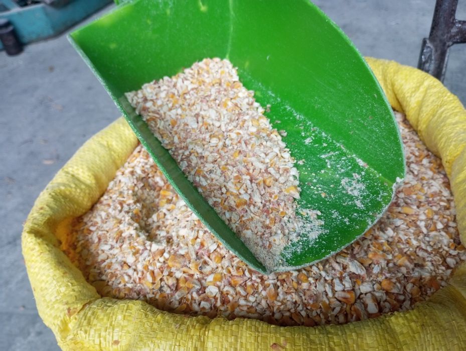 Dla kur pszenica kukurydza