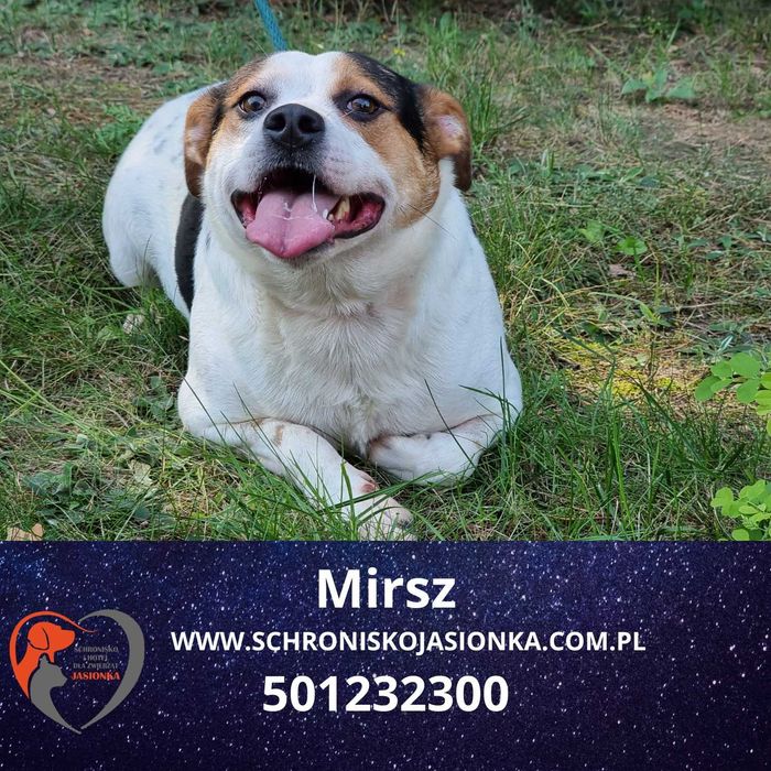 Mirsz do adopcji – Schronisko Jasionka