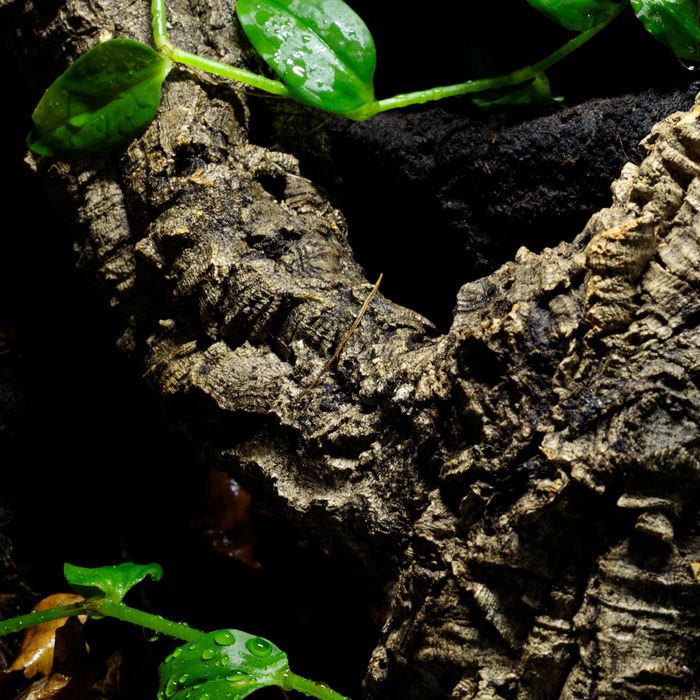 Terrarium tropikalne gekon 40x40x60