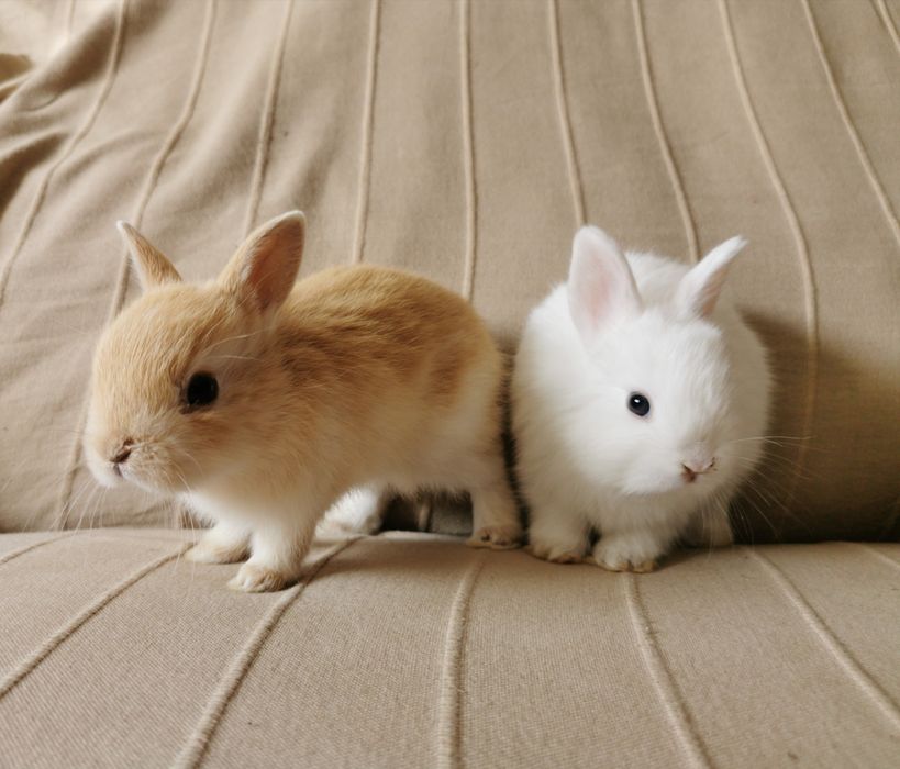 KIT Coelhos anões vacinados e desparasitados