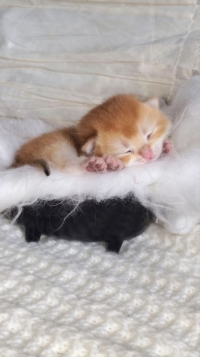 Нежные и ручные котята, малыши золотая шиншилла