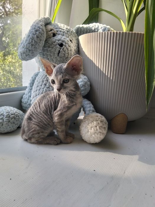 кошечка велюрка .