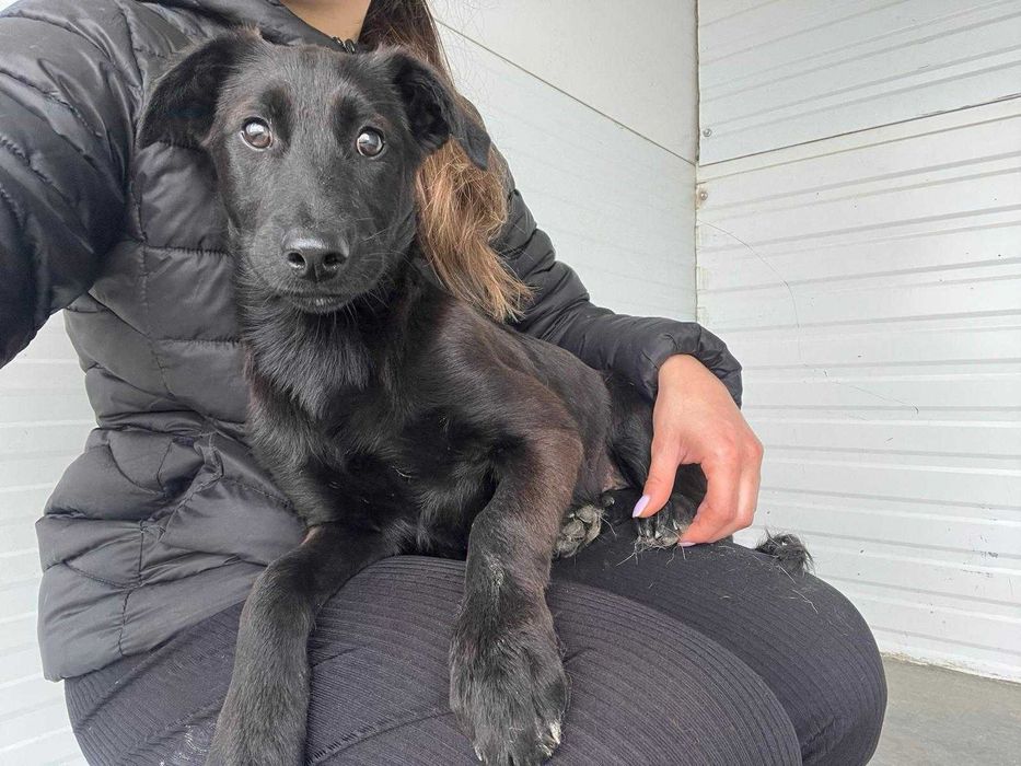 Bambi - Jovem para Adopção