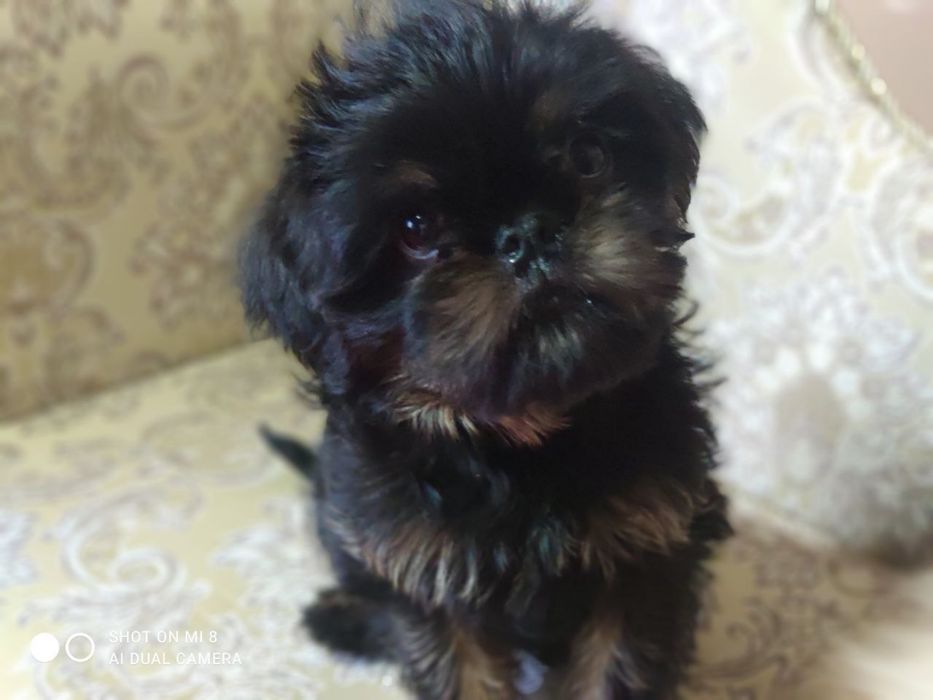 Бельгійськи гріффони