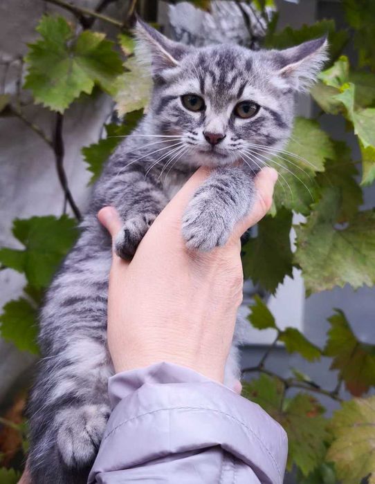 Віддам кошенят безкоштовно