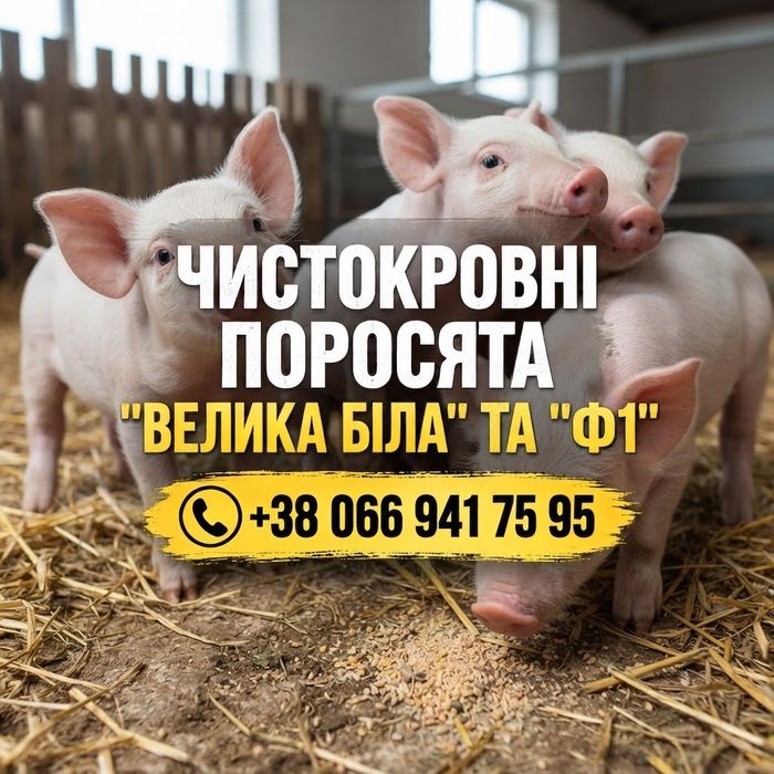 Свині поросята чистокровні племінні порода Велика Біла а також Ф1