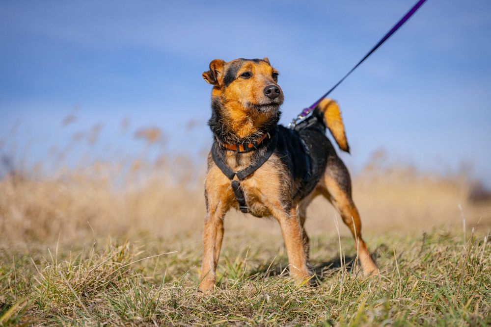 KOFI terier młody kochany adopcja schronisko