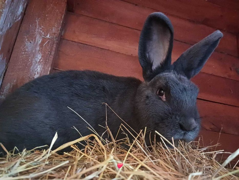 Sprzedam króliki wiedeńskie blue