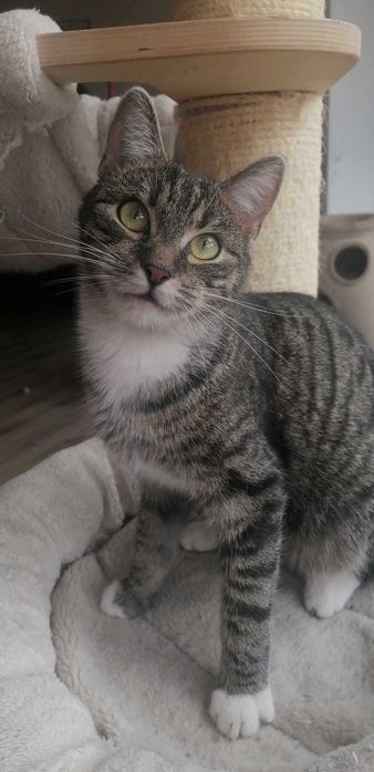 Słodki burasek szuka domu