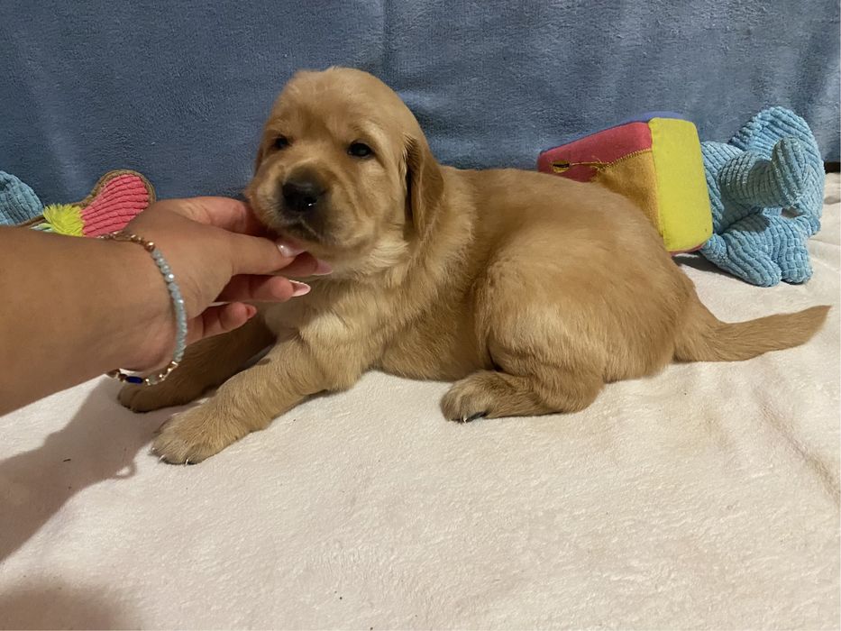 Złoty szczeniak Golden Retriever
