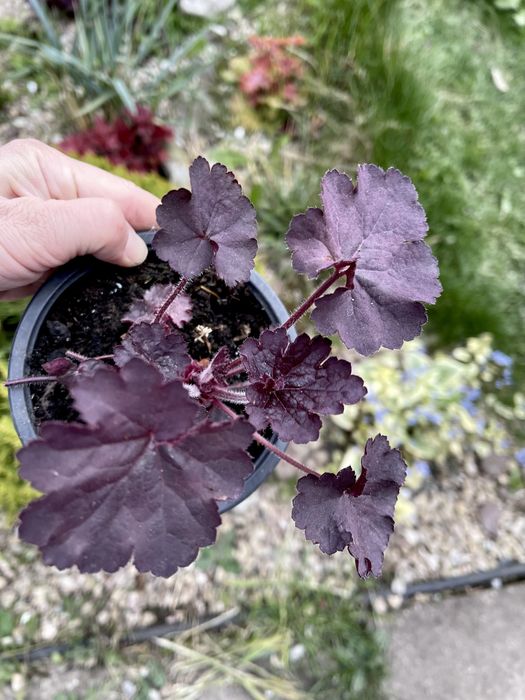 Продам гейхери з власного саду