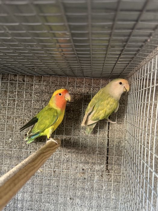 Casal adulto Agapornis Roseicollis
