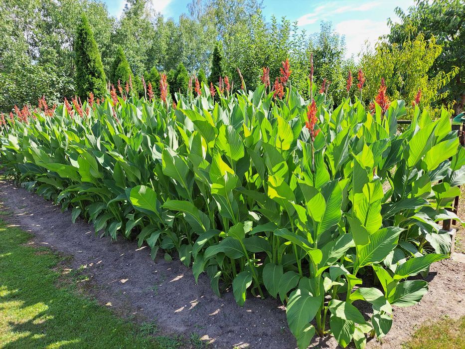 Kanna  czerwona wysoka 3 kg