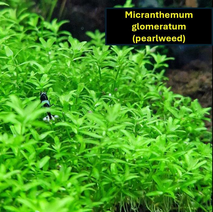 Plantas de aquário de produção caseira