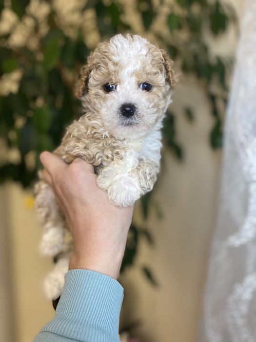 Шикарні міні мальтипу