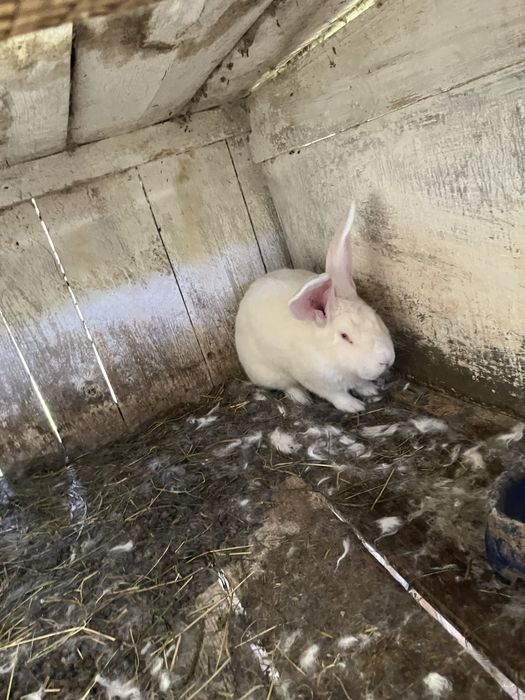 Кролі породи білий велетень