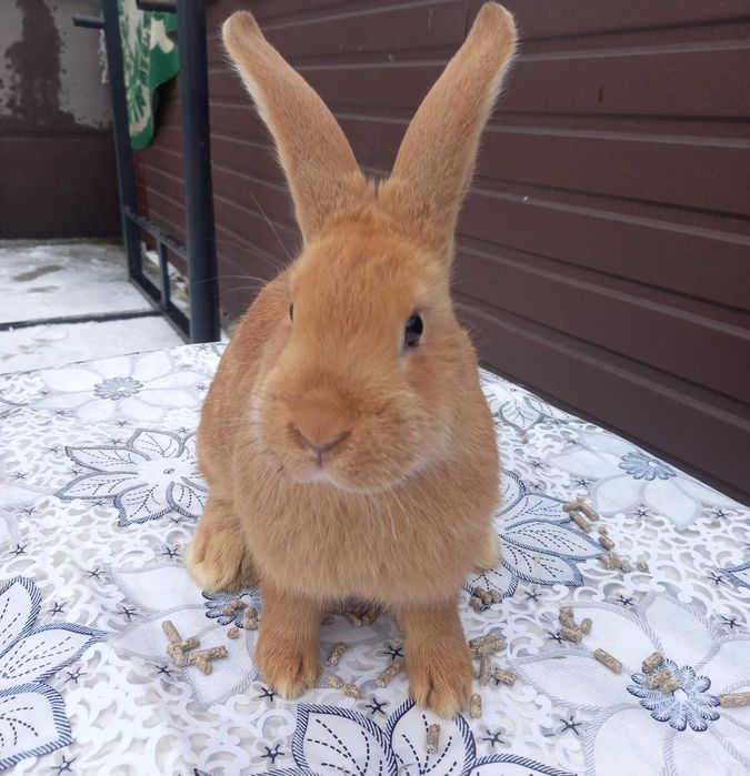 Продам, кроликів породи Боргундія: